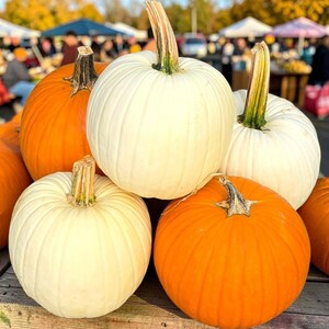 May include: A collection of round pumpkins in shades of bright orange and creamy white, each featuring a distinct ribbed texture and a sturdy green stem. The pumpkins are arranged in a cluster, showcasing their smooth, firm rinds and varied sizes.