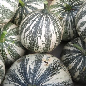 Semi di zucca Cushaw Green a strisce, biologici, non OGM, 10+