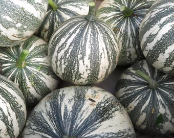 Cushaw Green Striped Pumpkin Seeds, Organic, Non-GMO Heirloom Variety