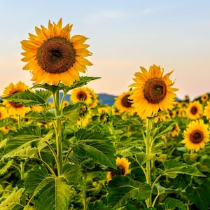 Sunflower Seeds, Giant &quot;Grey Striped Mammoth,&quot;  Organic, Non GMO, Heirloom