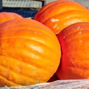 Deep Ridges Pumpkin Giant Pumpkin Seeds, Big Max Pumpkin Organic, Non GMO, 10+ - Etsy