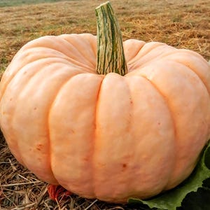 Rare "Fairytale" Pumpkin Seeds, Organic, Non GMO, 10ct