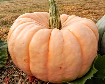 Rare "Fairytale" Pumpkin Seeds, Organic, Non GMO, 10ct