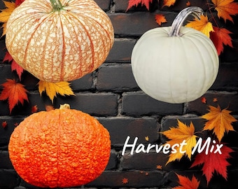 Heirloom Pumpkin Seeds: One Too Many, Red Warty Thing, Casper (3 Pack)
