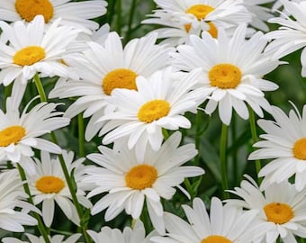 Shasta Daisy Sseds Wildflower Perennial Seeds Organic Non GMO Heirloom 1000+