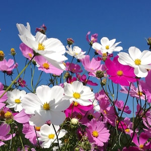 Cosmos, Single Sensation Mix, Organic, Non GMO, 250+