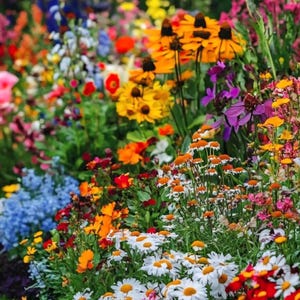 Wild Flower Seeds, Perennial Mix, Organic, Non GMO, 500+