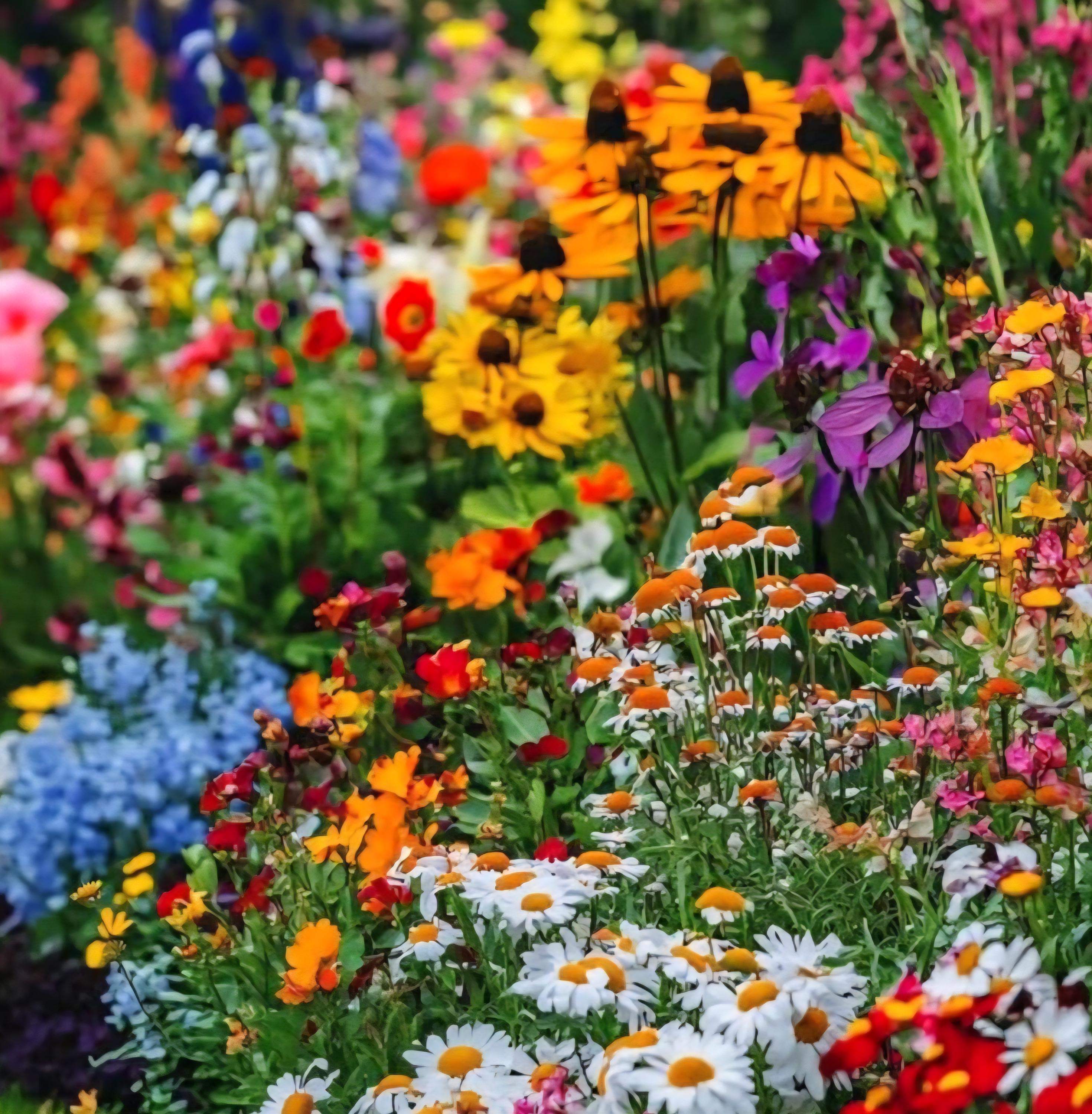 Wild Flower Seeds, Perennial Mix, Organic, Non GMO, 800+ - Etsy Canada