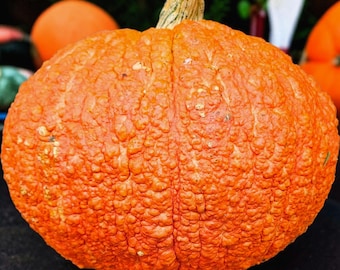 Könnte beinhalten: Ein runder, leuchtend orangefarbener Kürbis mit einer stark texturierten, warzigen und unebenen Hautoberfläche. Der Kürbis hat oben in der Mitte einen kurzen, dicken, hellbraunen holzigen Stiel mit tiefen vertikalen Rillen an den Seiten.