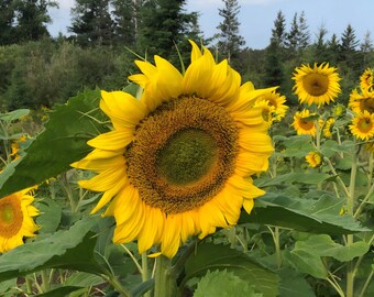 Sunflower Sseds, Peredovik, Organic, Non GMO, 30+