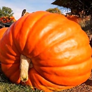 Giant Big Max Pumpkin Seeds, Organic, Non GMO, 10+