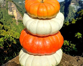 Giant Pumpkin Seeds, Stacker Mix, Organic, Non GMO, 10+
