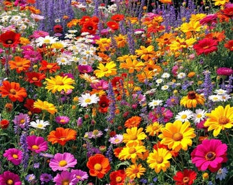 Organic Wildflower Seeds, Non-GMO, Attract Bees Butterflies, Vibrant Garden Mix Easy To Grow