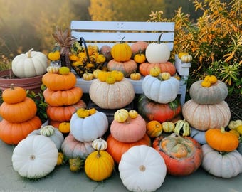 Mixed Pumpkin Seeds, 20+ Varieties, Non-GMO, Organic, Outdoor Cultivation