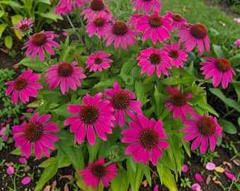 Purple Coneflower Seeds, Echinacea Flower Seeds, Organic, non GMO, 200+