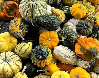 May include: A collection of assorted gourds and pumpkins in various shapes, sizes, and textures. The display features a mix of colors including bright yellow, deep orange, dark green, and creamy white, with some surfaces showing bumpy, warty skins.