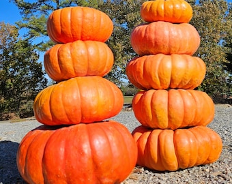 Giant Pumpkin Seeds, Cinderella, Heirloom Organic Non-GMO 10+
