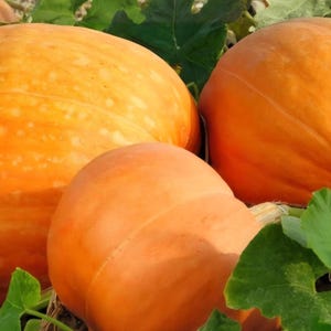 Giant Mammoth Gold Pumpkin Seeds, Heirloom, Organic, Non GMO, 10+