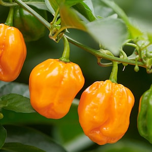 Habanero Hot Chili Pepper Seeds, Organic, Heirloom, Non GMO, 20ct