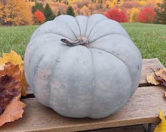 Jarrahdale Pumpkin Seeds, Organic, Non-GMO, Heirloom Blue Pumpkin (10+)