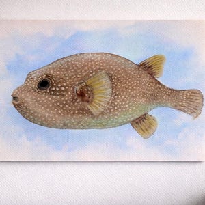 May include: A watercolour painting of a brown pufferfish with white spots, yellow fins, and a dark eye. The fish is set against a light blue and white background. The artwork is displayed on a white canvas, suitable for a coastal theme.