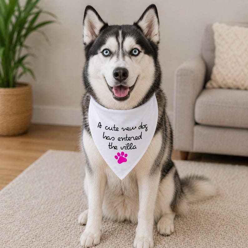 May include: A white triangular pet bandana worn by a Siberian Husky. The fabric features the black text A cute new dog has entered the villa and a small bright pink paw print graphic centered near the bottom point of the accessory.