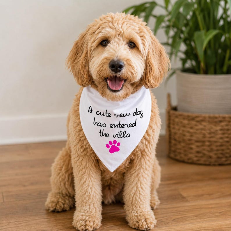 May include: A golden-colored dog with curly fur wearing a white triangular bandana. The bandana features the black text A cute new dog has entered the villa and a bright pink paw print graphic centered below the written message.