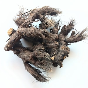 Osha Root 1oz Sustainably Sourced Ethically Harvested Wildcrafted Herb