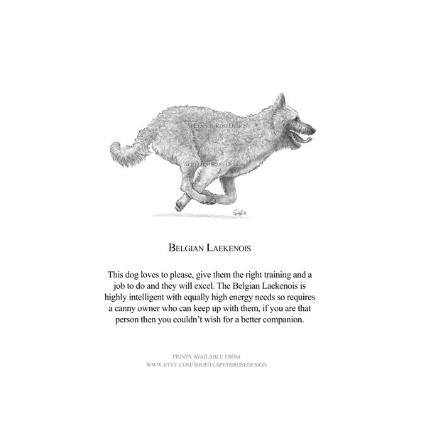 The Belgian Laekenois  - Mounted Print 6x6 inches | Art Print | Illustration | Unframed | Dog Design
