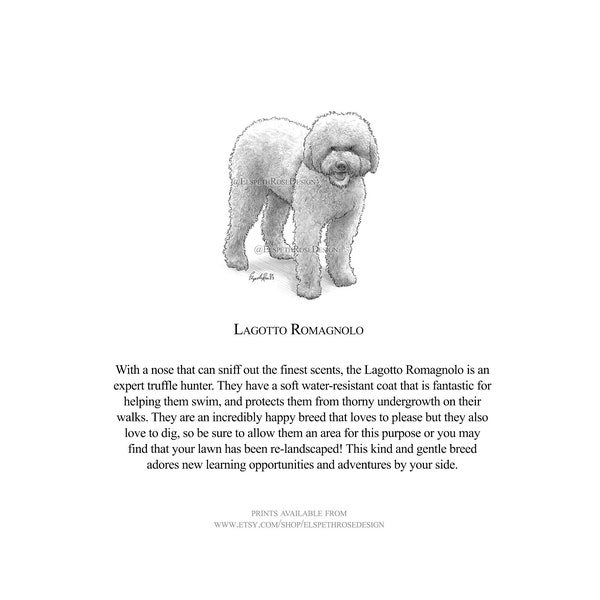 The Lagotto Romagnolo - Mounted Print 6x6 inches | Art Print | Illustration | Unframed | Dog Design