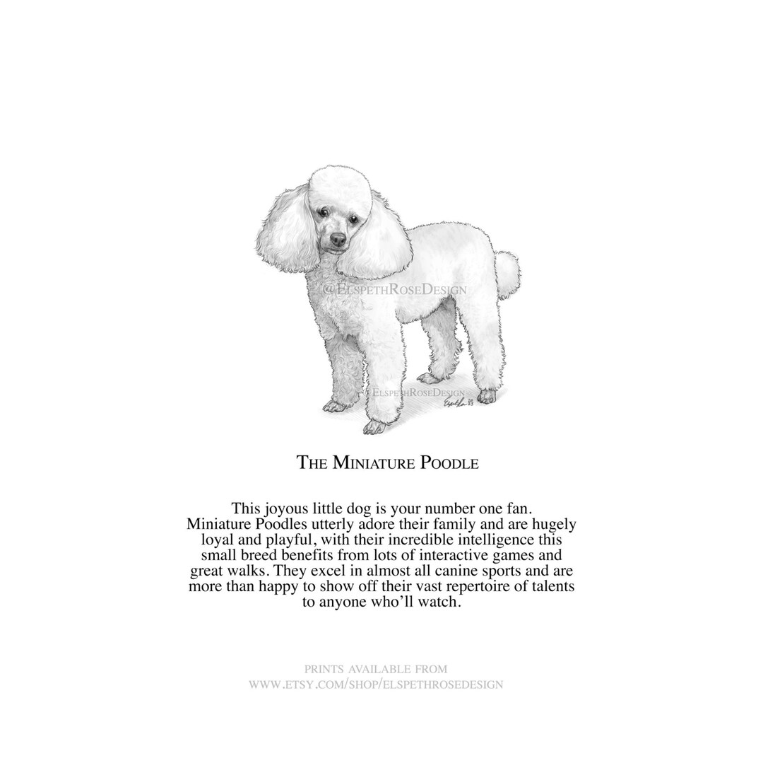 The Miniature Poodle - Mounted Print 6x6 Inches | Art Print ...