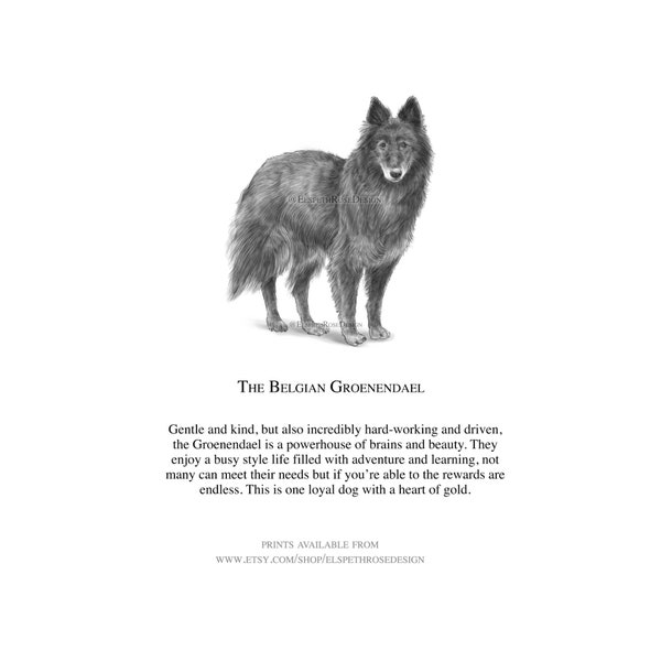 Le Groenendael belge - Impression contrecollée 15 x 15 cm | Impression artistique | Illustration | Sans cadre | Conception de chien