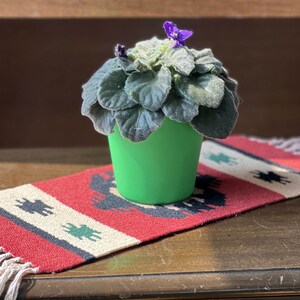 May include: A small green pot with a purple African violet plant growing in it. The pot is sitting on a red and white striped rug.