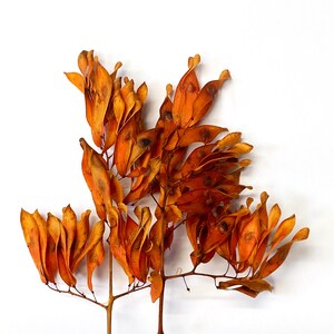 Stunning Orange Seed Pod Cluster - Art Supply - Home Decor - Natural Materials - Craft Supply - Dried Botanicals - Floral Supplies