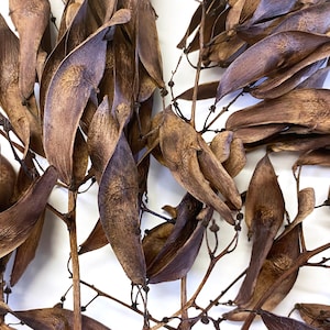 Stunning Coffee Colored Seed Pod Cluster - Art Supply - Home Decor - Natural Materials - Craft Supply - Dried Botanicals