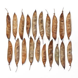 20 Locust Seed Pods - Unique Seed Pods - Desert Seed Pods - Art Supplies - Floral Supplies - Dried Botanicals - Crafting