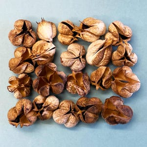 20 Stunning Red Yucca Seed Pods - Unique Seed Pods - Desert Seed Pods - Art Supplies - Floral Supplies - Dried Botanicals - Craft