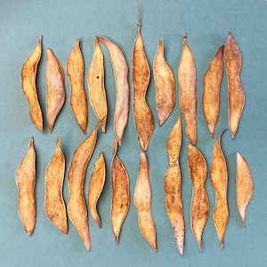 20 Golden Seed Pods - Unique Seed Pods - Desert Seed Pods - Floral Supplies - Dried Botanicals - Crafting - Art Supplies