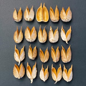 20 Beautiful Red Yucca Seed Pods - Unique Seed Pods - Desert Seed Pods - Art Supplies - Floral Supplies - Dried Botanicals - Craft