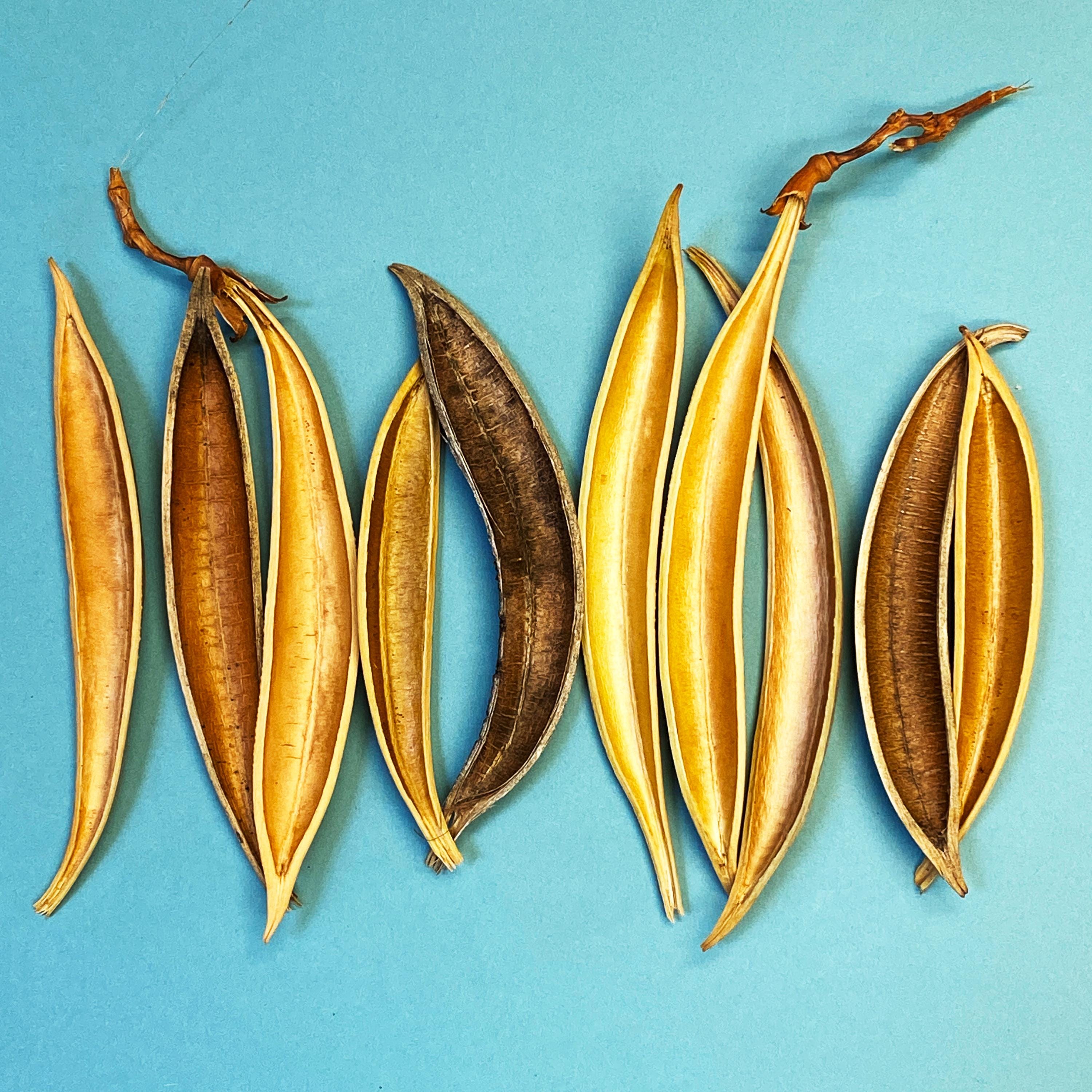 Trumpet Vine Seed Pods