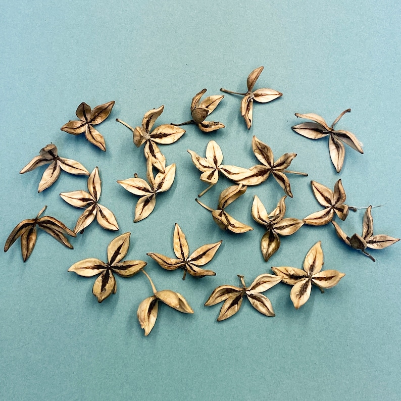 20 Cottonwood Tree Seed Pods Art Supply Home Decor Natural Materials Etsy