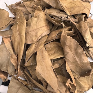 Newbouldia Laevis Fertility Leaves: Tree of Life - Organic Dried Akoko (20g)