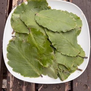 Cudowne liście: świeży Bryophyllum pinnatum, Kalanchoe pinnata, Ewe Abamoda, Drzewo życia. 10 świeżych liści