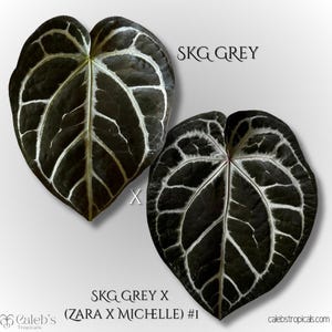 Anthurium Crystallinum Black - Etsy