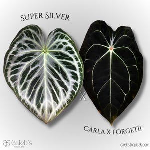 May include: Two tropical leaves, one with a silver pattern and the text "SUPER SILVER", the other dark with white veins and the text "CARLA X FORGETII". The leaves are heart-shaped and have a glossy texture.