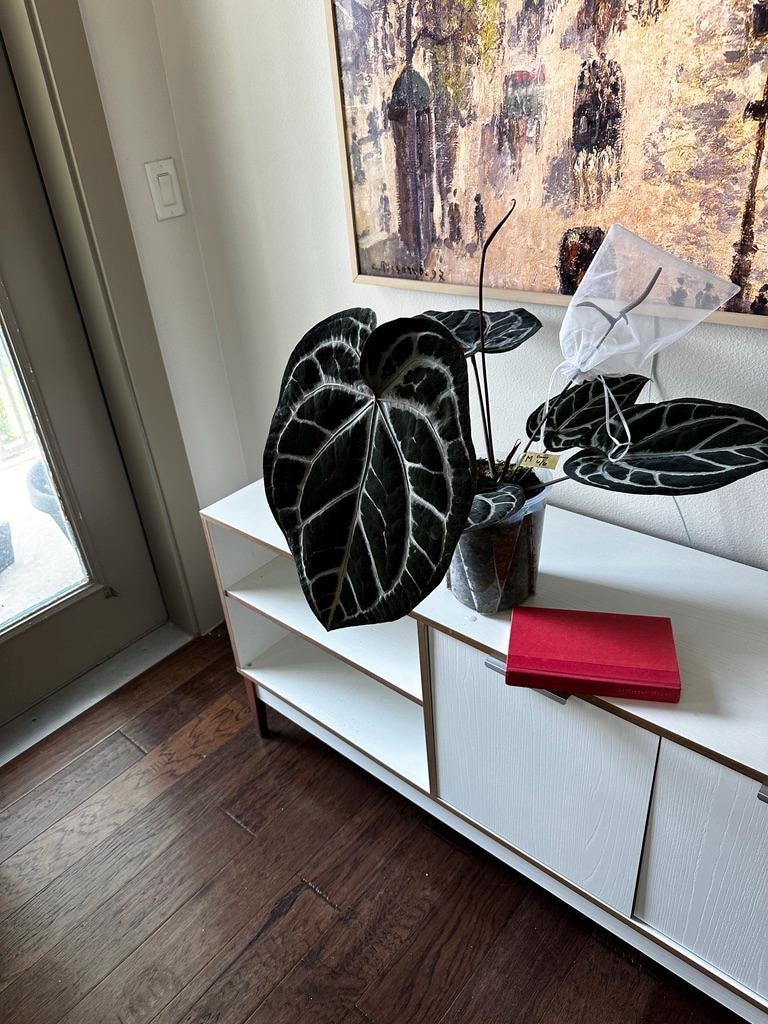 Anthurium F2 SKG Grey X (zara X Michelle) - Etsy