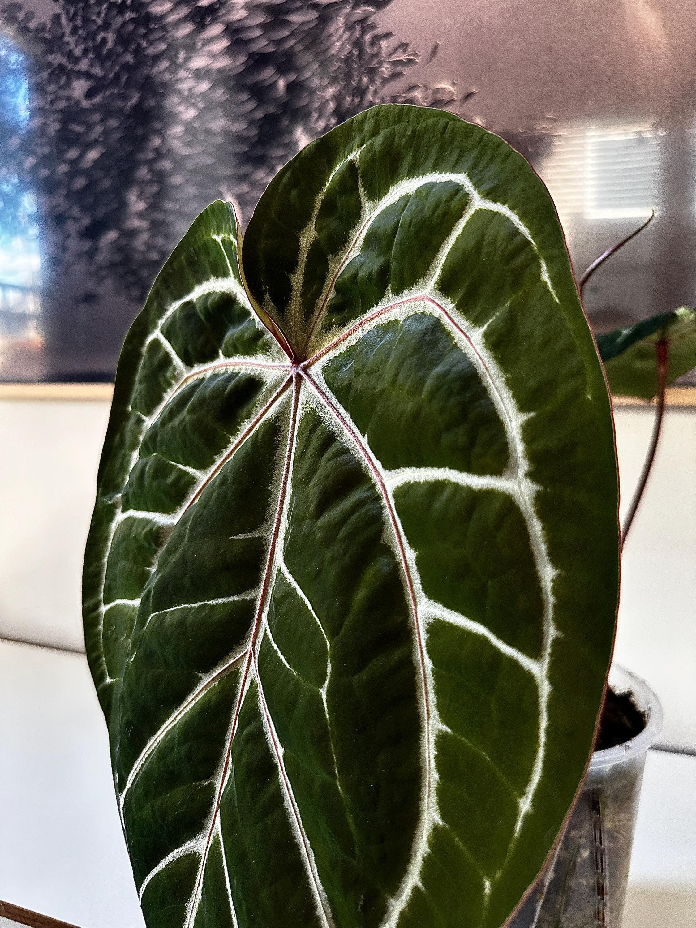 Anthurium (SKG Grey X (zara X Michelle)) X Forgetii - Etsy