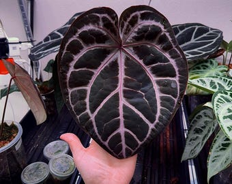 Anthurium F2 SKG Grey X (zara X Michelle) - Etsy