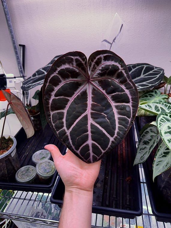 Anthurium F2 SKG Grey X (zara X Michelle) - Etsy