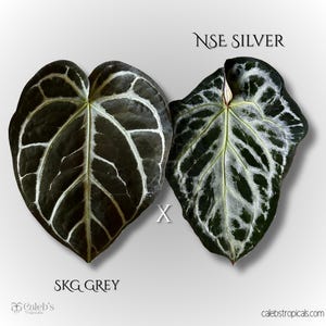 Anthurium Magnificum Silver - Etsy